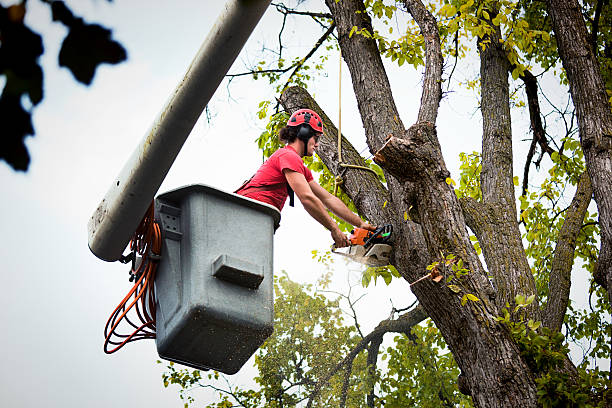 Best Emergency Tree Removal  in Franklin, NC